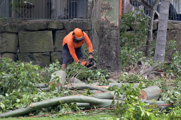 Best Tree Stump Removal  in Socastee, SC